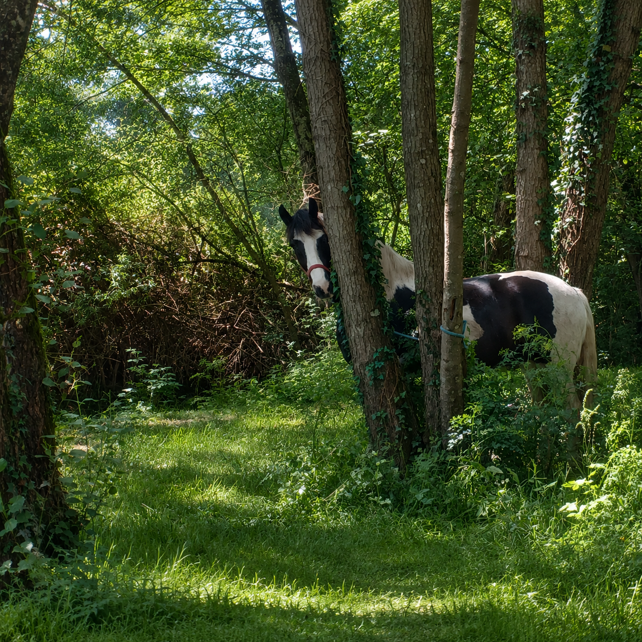 Poney dans les bois