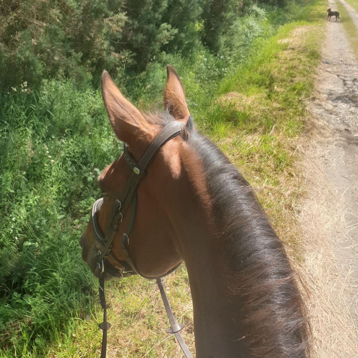 balade_chemin