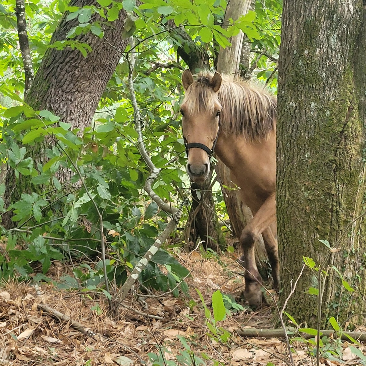 poney_bois